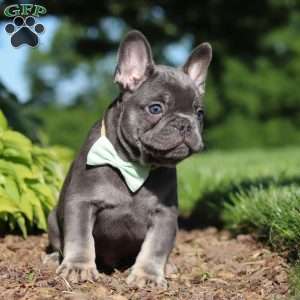 Marco, French Bulldog Puppy